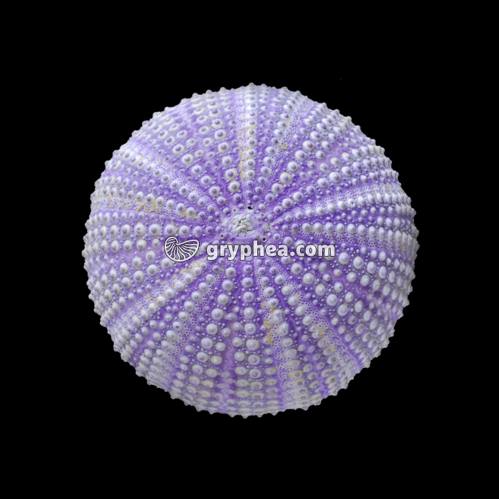 Test d'Oursin actuel montrant les zones ambulacraires et la plaque madréporique (Sphaerechinus granularis) - gryphea.com